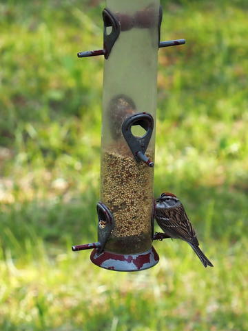 Bird at our feeder