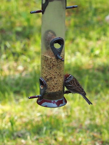 Bird at our feeder #2