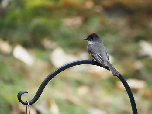 Bird at our feeder #3