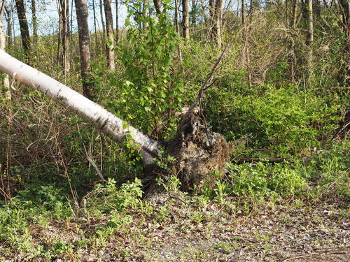 Tree down from a storm #2