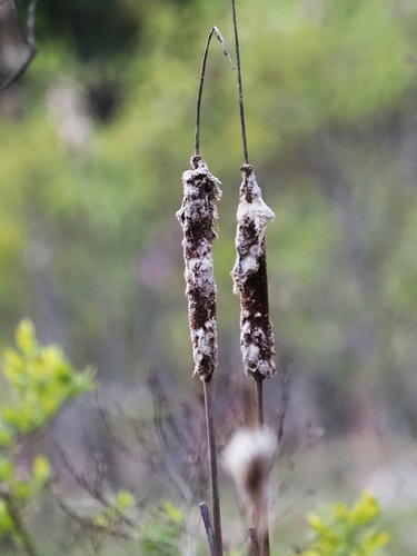 Cattails