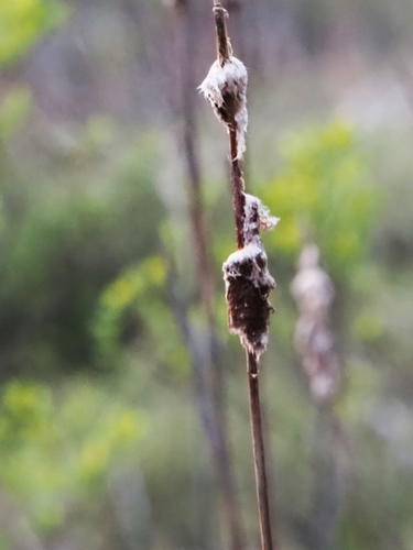 Cattails #2