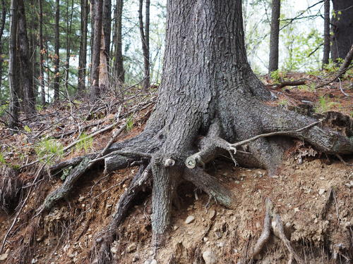 Tree roots