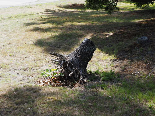 Tree stump