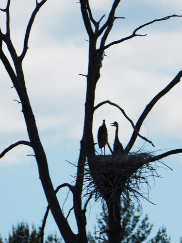 Herons #2