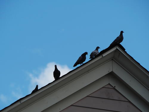 Pigeons