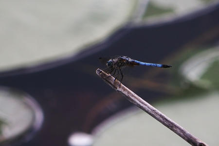 Dragonfly