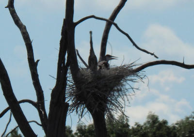 Herons #5