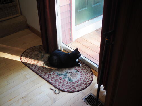 Maybe I can be an outdoor kitty....