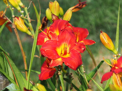Daylily