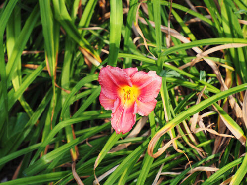 Daylily #2