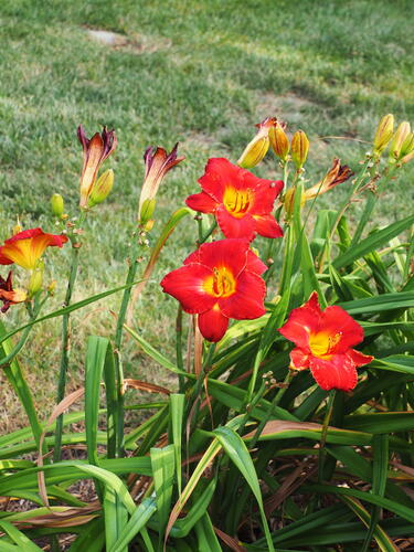 Daylilies