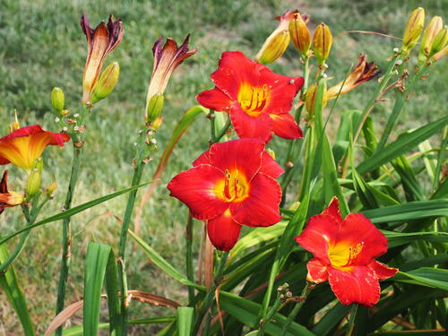 Daylilies #2