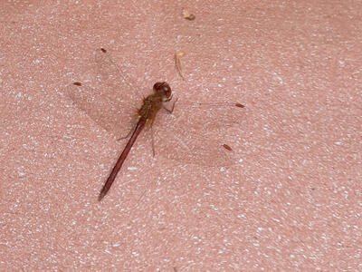 Dragonfly #2