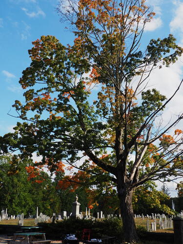Fall in Harvard, Massachusetts #2