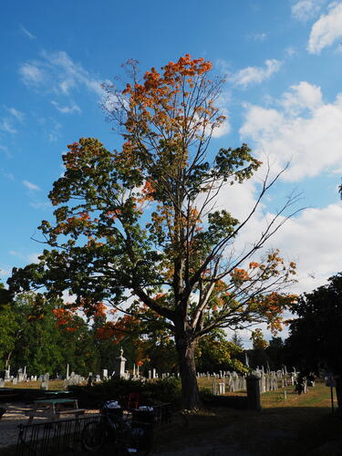 Fall in Harvard, Massachusetts #3