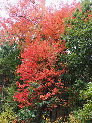 Fall in Littleton, Massachusetts #4