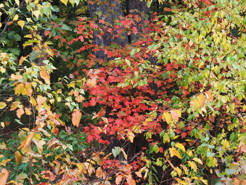 Fall in Littleton, Massachusetts #5