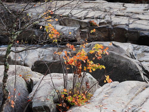 Fall will find a way