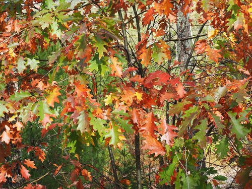Fall leaves #2