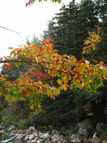 Fall leaves #6