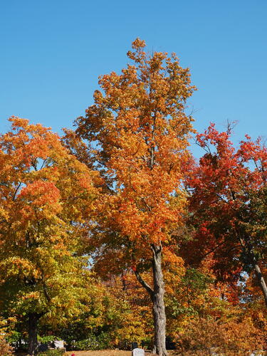 Fall in West Parish Garden Cemetery, Andover, MA #11