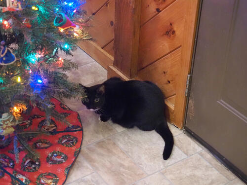 Nightwind and the Christmas tree #2