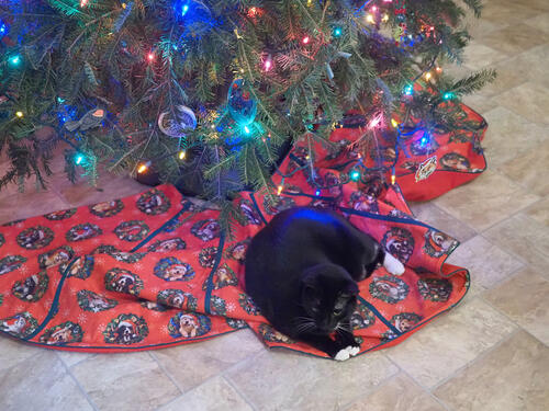 Nightwind and the Christmas tree #3