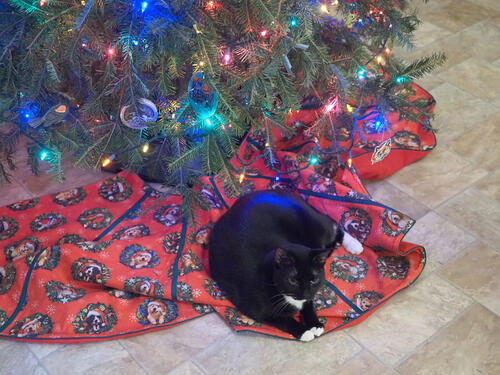 Nightwind and the Christmas tree #4