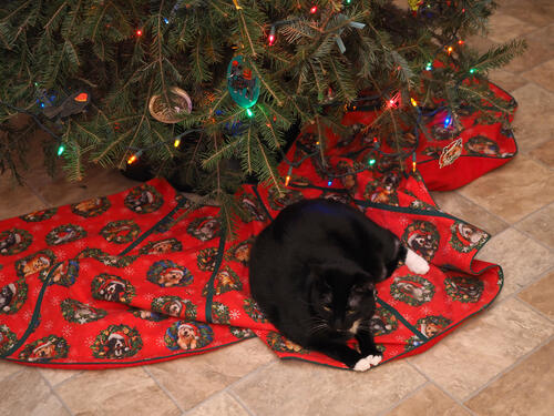 Nightwind and the Christmas tree #5