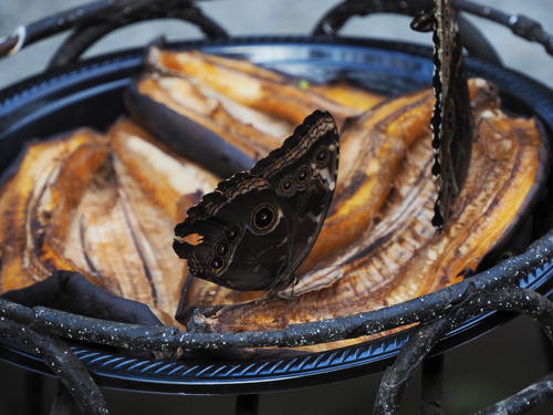 Butterflys love bananas