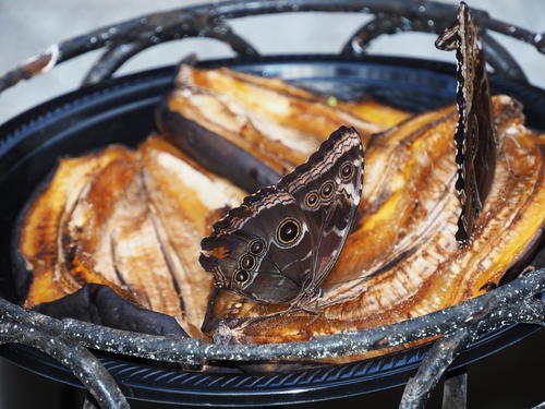 Butterflys love bananas #2
