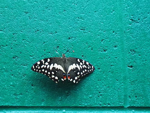 Butterfly with the eyes