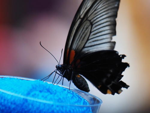 Transparent butterfly