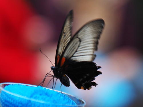 Transparent butterfly #2