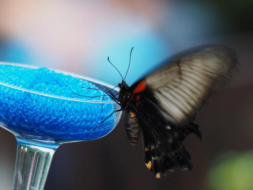 Transparent butterfly #3