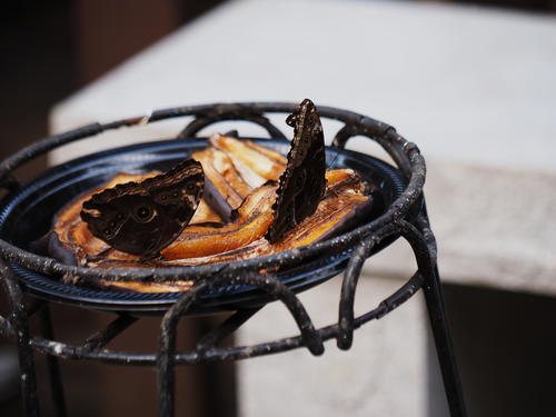 Butterflies love bananas