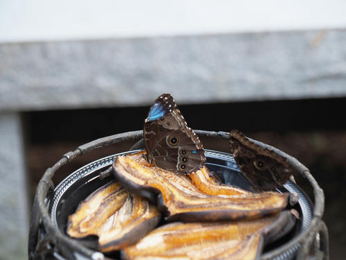 Butterflies love bananas #2