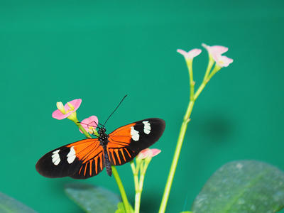 Sipping at the plant