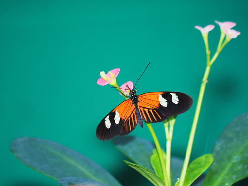 Sipping at the plant #3