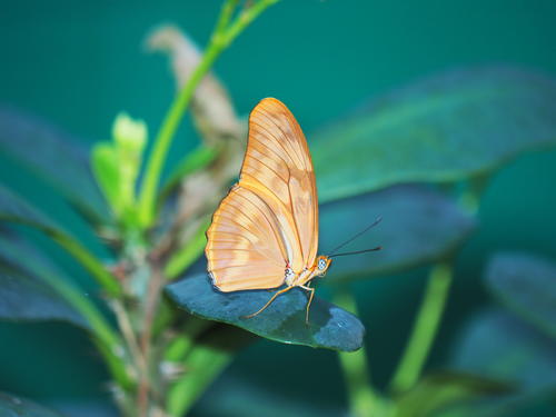 Orange butterfly