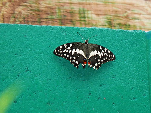 Butterfly with the eyes #2