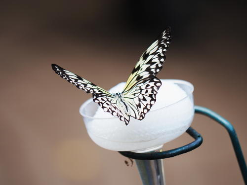 Black and white butterfly #2