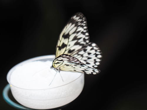 Black and white butterfly #3