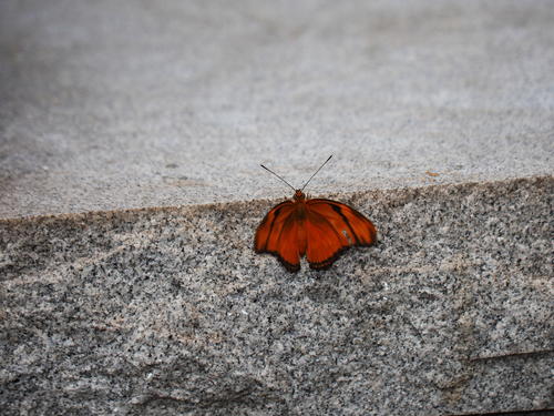 Red and black butterfly