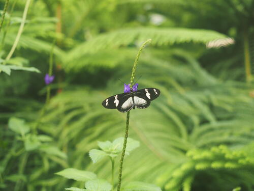 Black & white butterfly