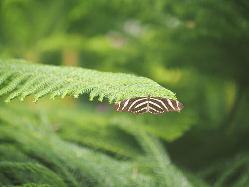 Black & white butterfly #2