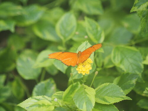 Orange butterfly