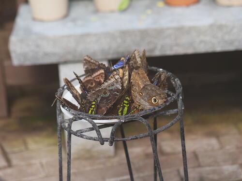 Butterfly pileup