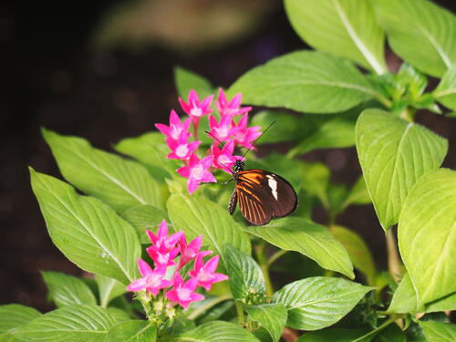 Orange and black butterfly